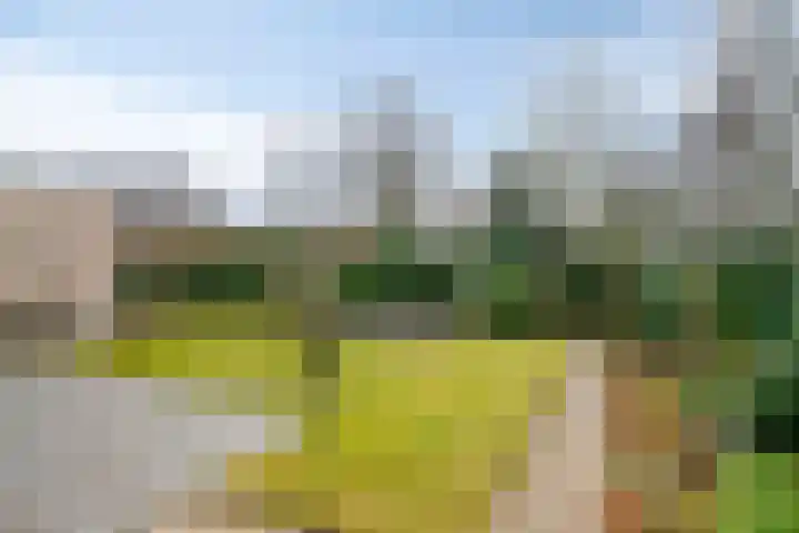 Laurier 2 Valkenswaard thumbnail 28