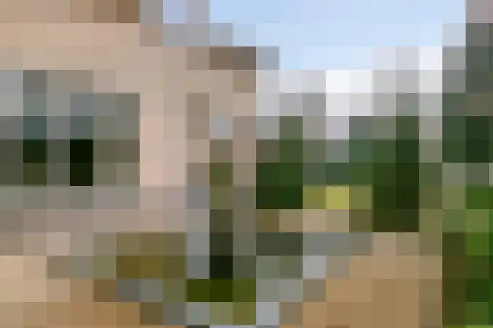 Laurier 2 Valkenswaard thumbnail 32