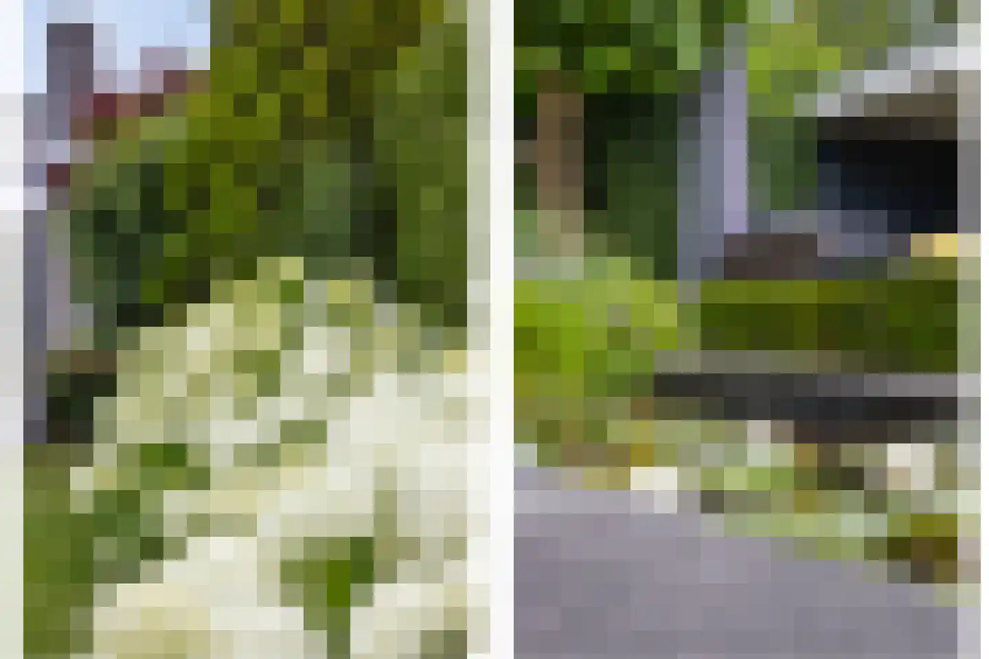Laurier 5 Valkenswaard thumbnail 51