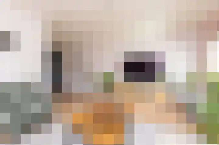 Laurier 76 Hoogkarspel thumbnail 8