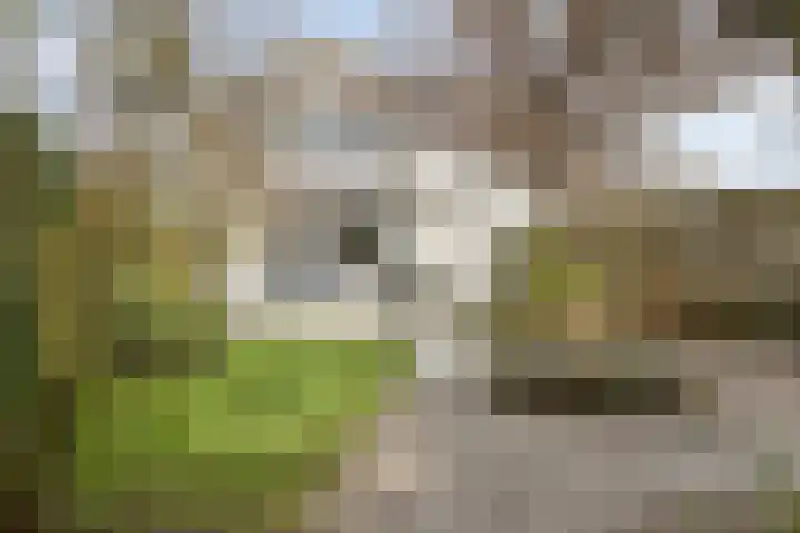 Laurierberg 61 Roosendaal thumbnail 33