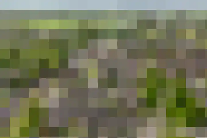 Lautastins 8 Stiens thumbnail 46