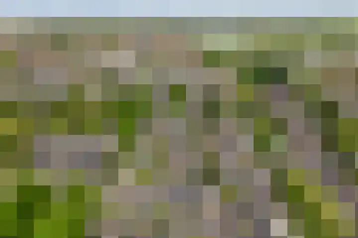 Lautastins 8 Stiens thumbnail 47