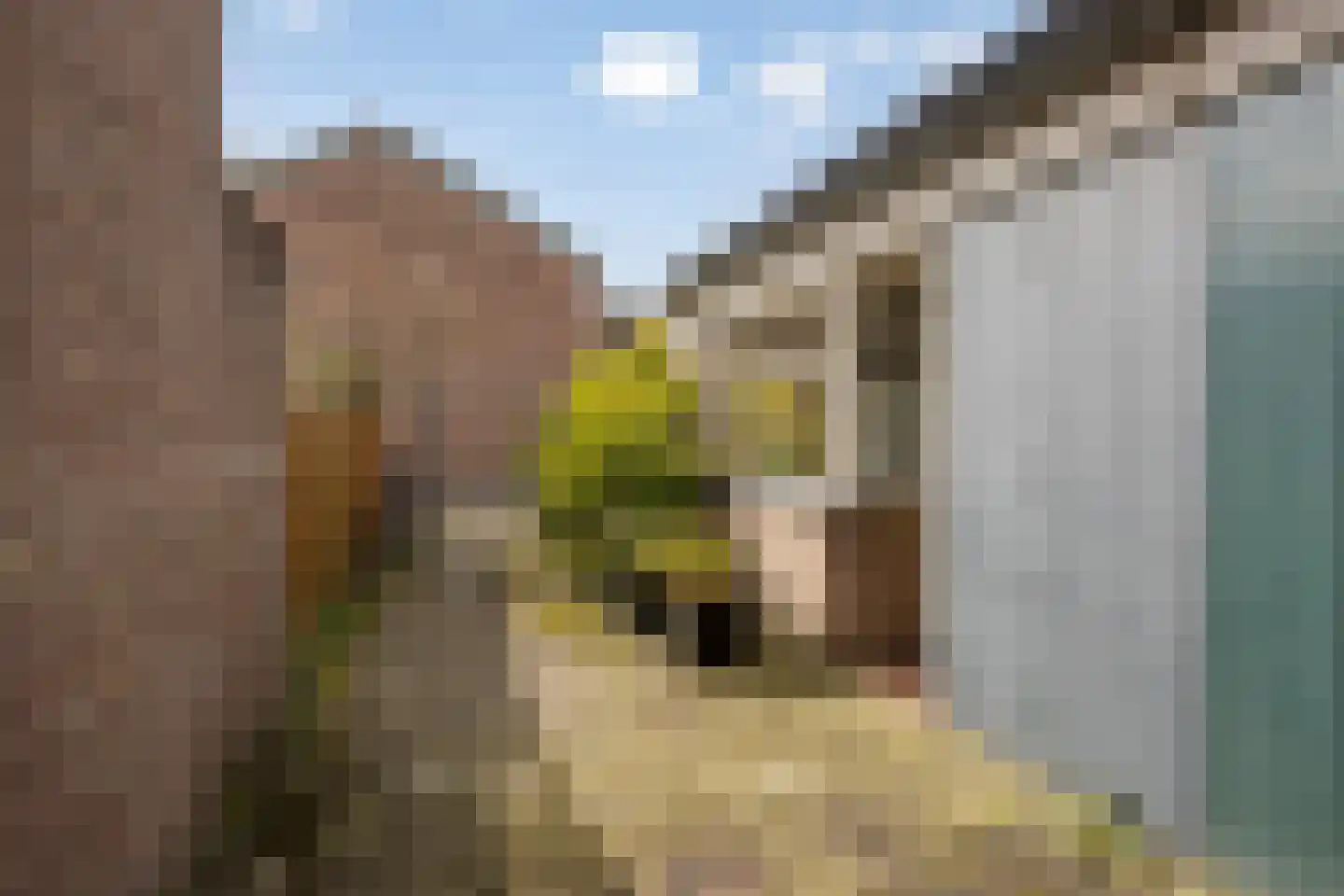 Lauwerbes 2 Leiden thumbnail 8