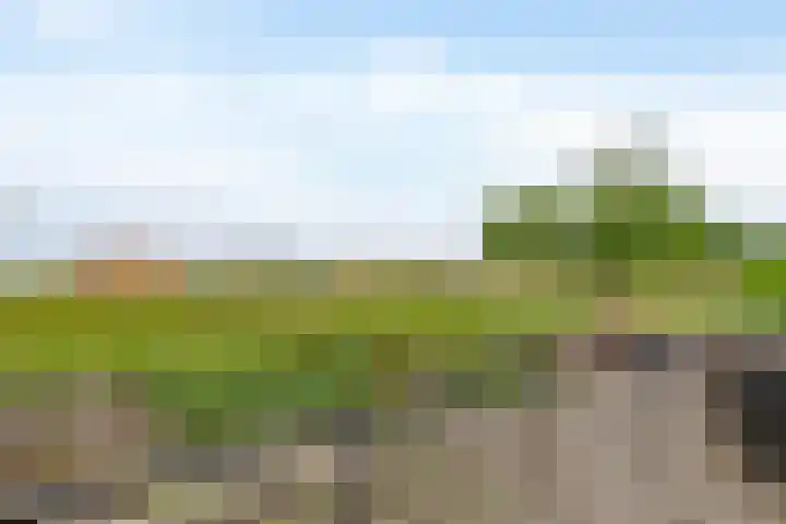 Lauwerijnstraat 50 Nieuwe-Tonge thumbnail 22