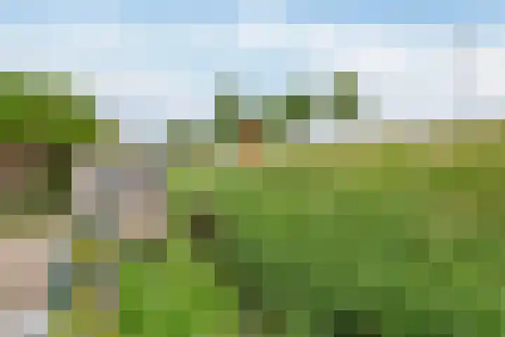 Lauwerijnstraat 50 Nieuwe-Tonge thumbnail 33