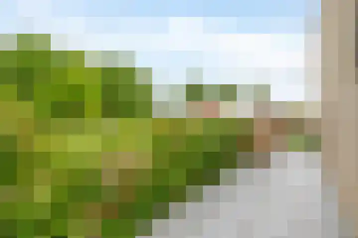 Lauwerijnstraat 50 Nieuwe-Tonge thumbnail 36