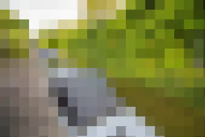 Lavas 11 Hoogkarspel thumbnail 70