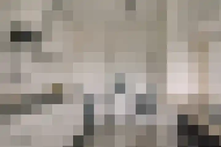 Laveibos 157 Zoetermeer thumbnail 12