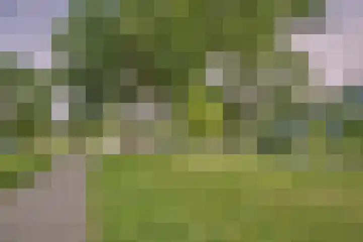 Laveibos 157 Zoetermeer thumbnail 29