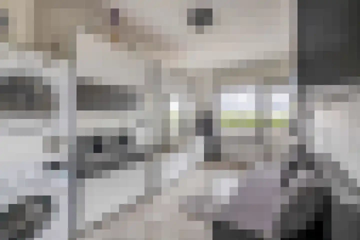 Laveibos 179 Zoetermeer thumbnail 22