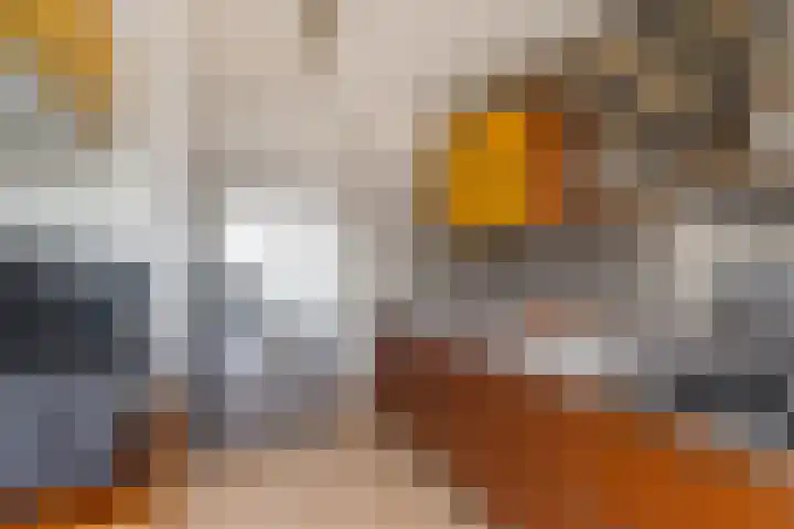 Laveibos 202 Zoetermeer thumbnail 24