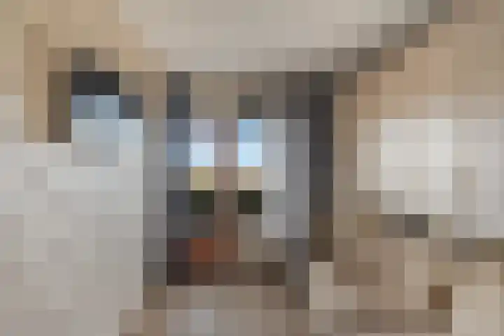 Laveibos 202 Zoetermeer thumbnail 30