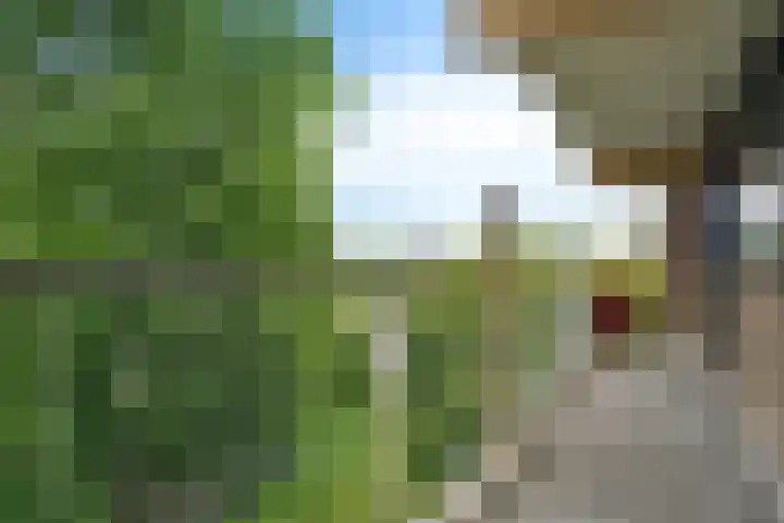 Laveibos 55 Zoetermeer thumbnail 11