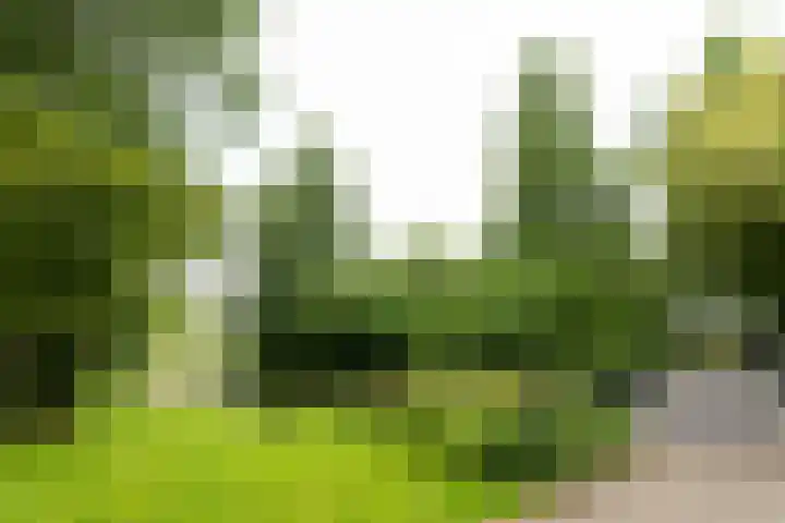 Laveibos 55 Zoetermeer thumbnail 45