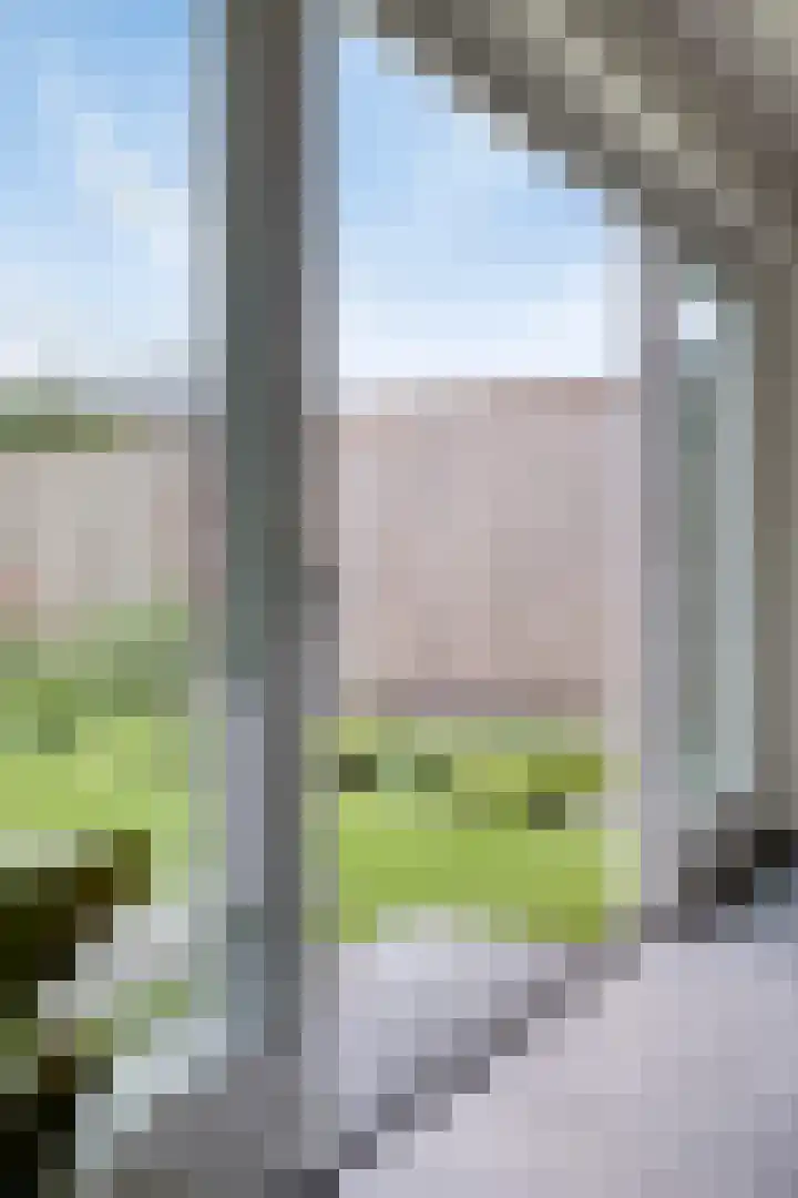 Lavendel 1 Oost West en Middelbeers thumbnail 14
