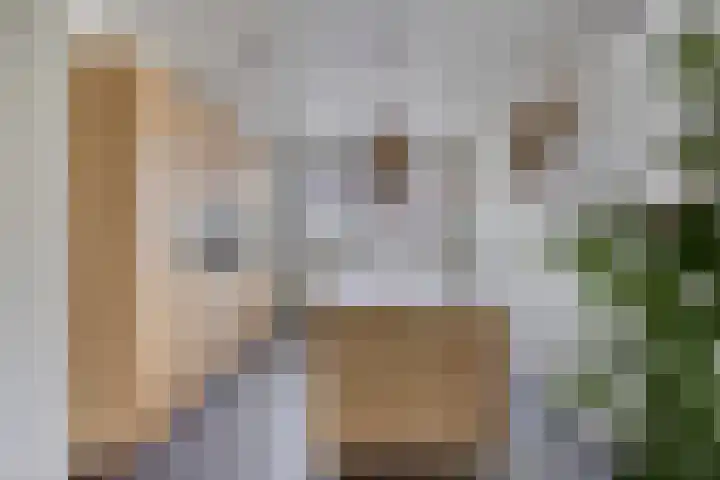 Lavendel 1 Oost West en Middelbeers thumbnail 21
