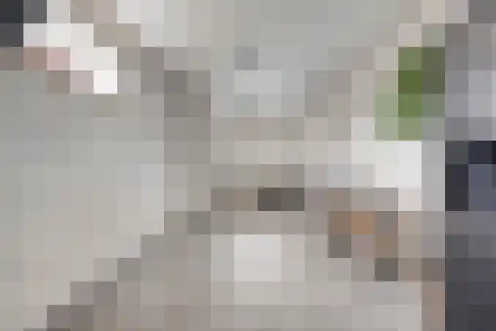 Lavendel 1 Oost West en Middelbeers thumbnail 23