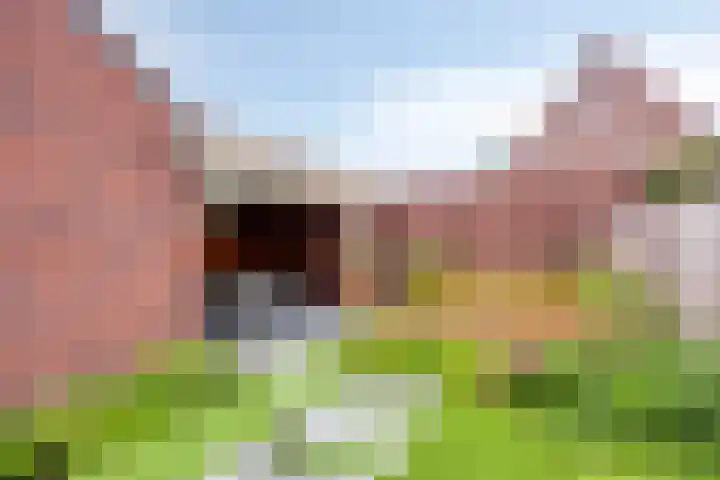 Lavendel 1 Oost West en Middelbeers thumbnail 39