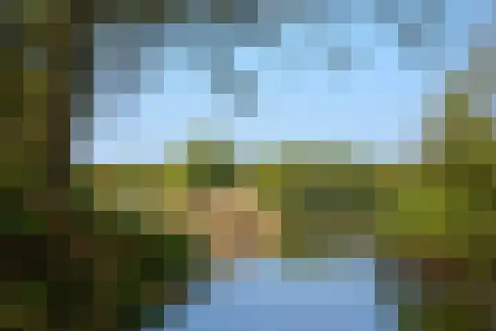 Lavendel 1 Oost West en Middelbeers thumbnail 51