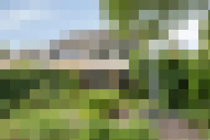 Lavendel 11 Raalte thumbnail 12