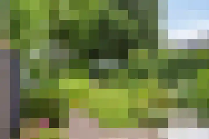 Lavendel 11 Raalte thumbnail 13