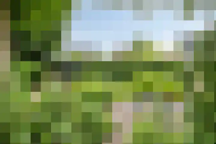 Lavendel 11 Raalte thumbnail 25