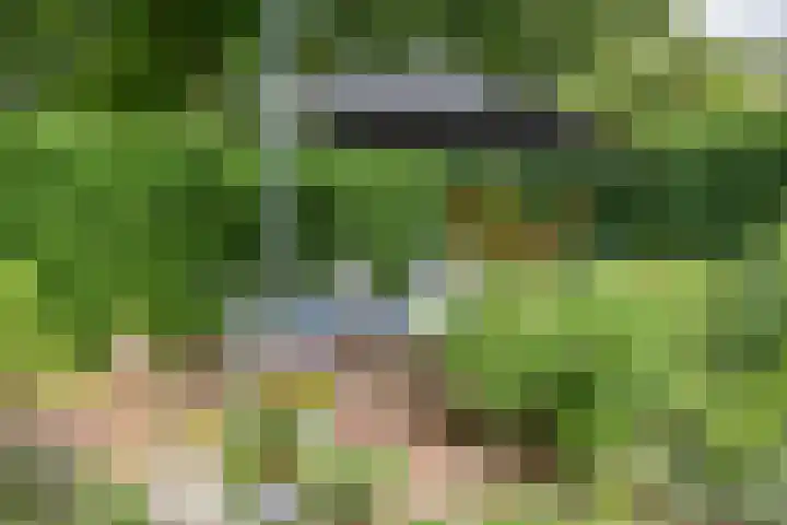 Lavendel 11 Raalte thumbnail 26