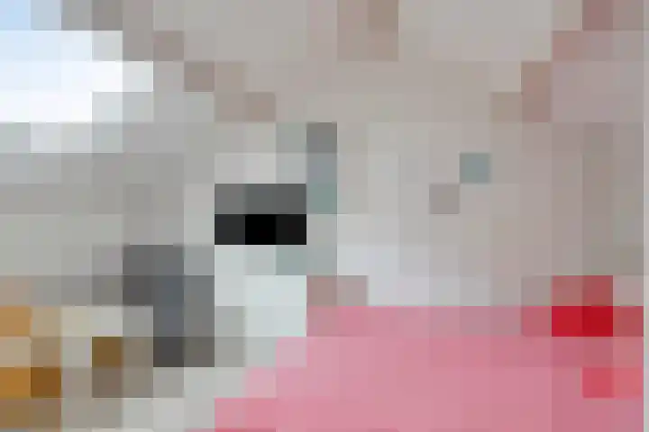 Lavendel 11 Raalte thumbnail 29