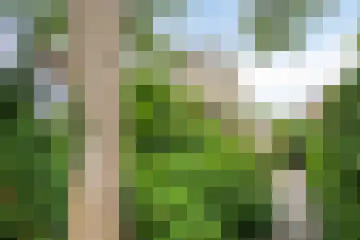 Lavendel 11 Raalte thumbnail 30