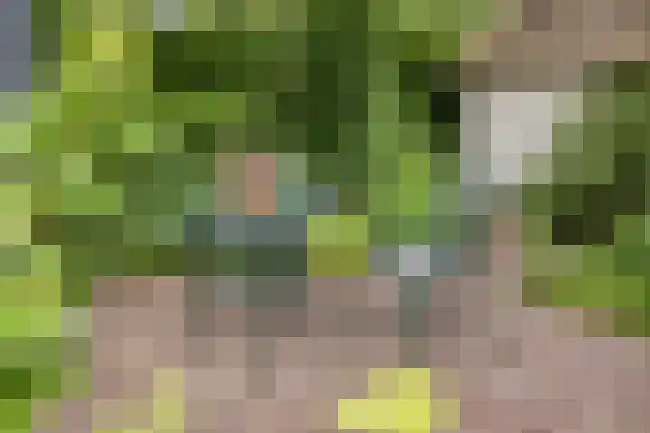 Lavendel 11 Raalte thumbnail 32