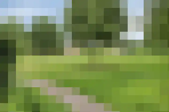 Lavendel 11 Raalte thumbnail 35