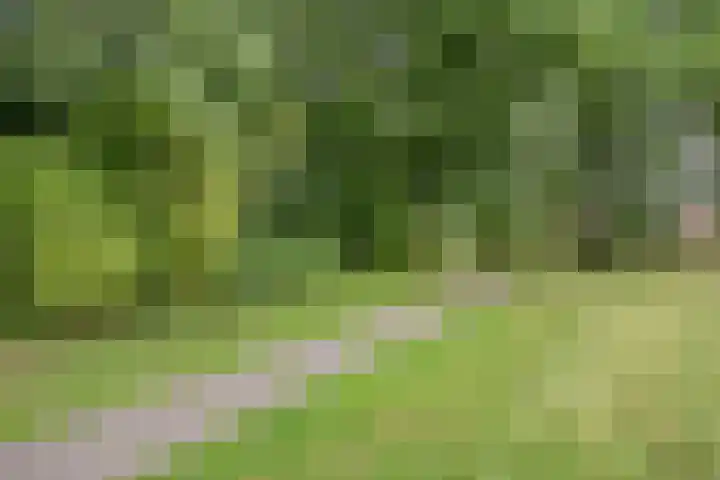 Lavendel 11 Raalte thumbnail 36