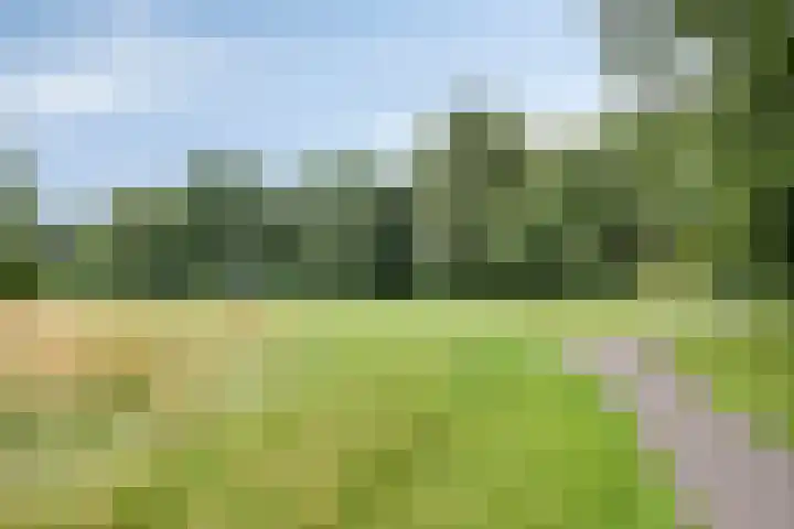 Lavendel 11 Raalte thumbnail 39