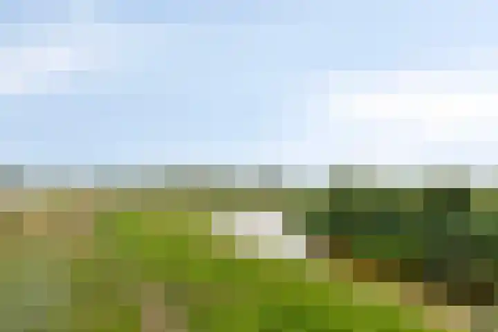 Lavendel 169 Hardenberg thumbnail 38