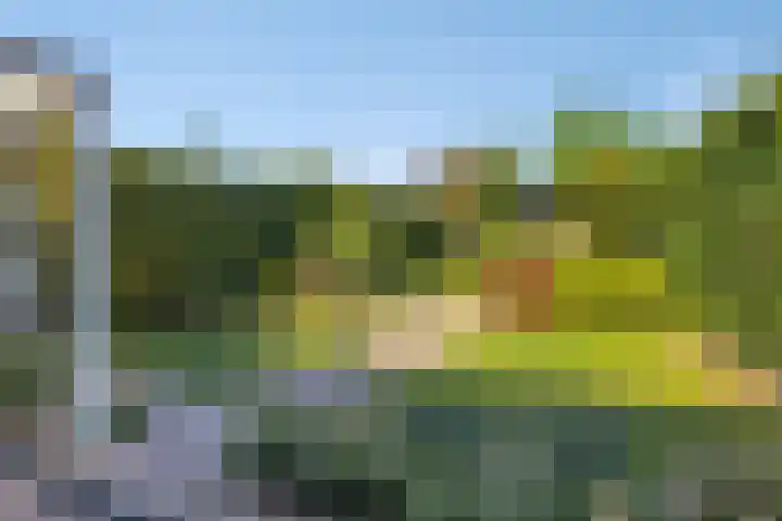 Lavendel 32 Oisterwijk thumbnail 5