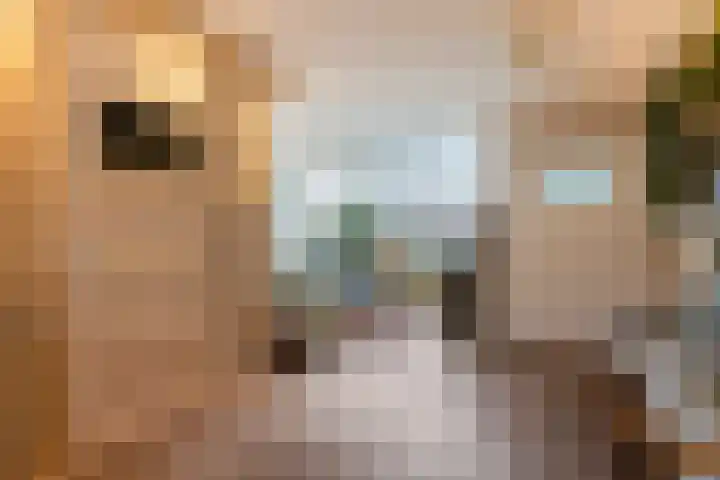 Lavendel 4 Nijverdal thumbnail 8