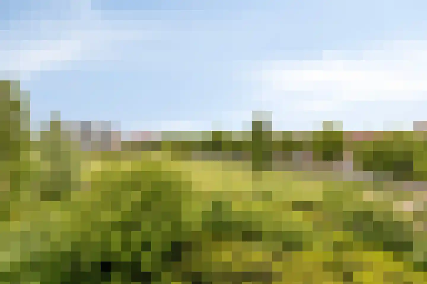 Lavendel 413 Cuijk thumbnail 33
