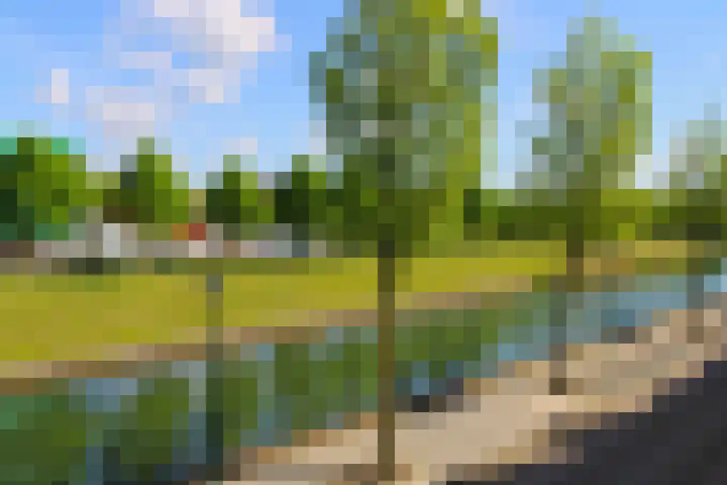 Lavendel 428 Cuijk thumbnail 42