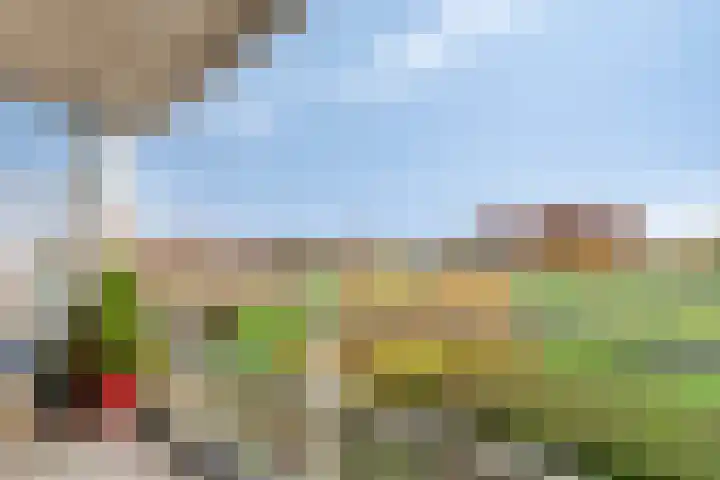 Lavendel 445 Cuijk thumbnail 31
