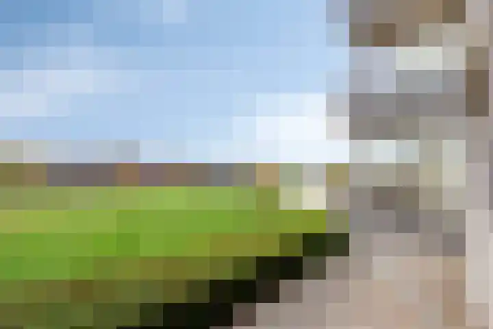 Lavendel 445 Cuijk thumbnail 32