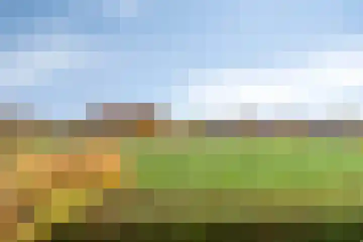 Lavendel 445 Cuijk thumbnail 33