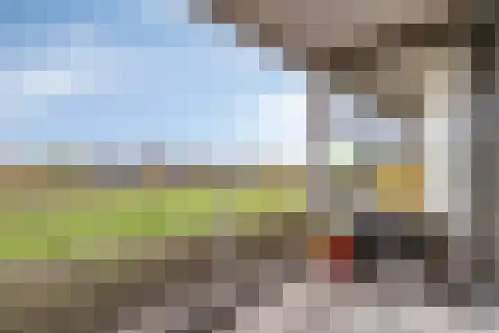 Lavendel 445 Cuijk thumbnail 34