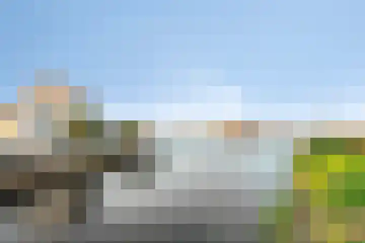 Lavendel 445 Cuijk thumbnail 45