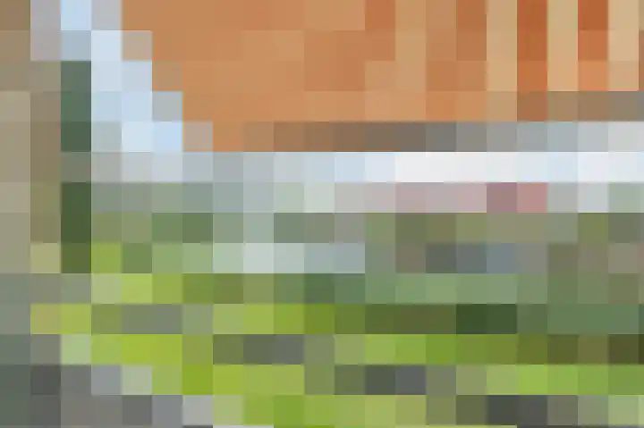 Lavendel 449 Cuijk thumbnail 24