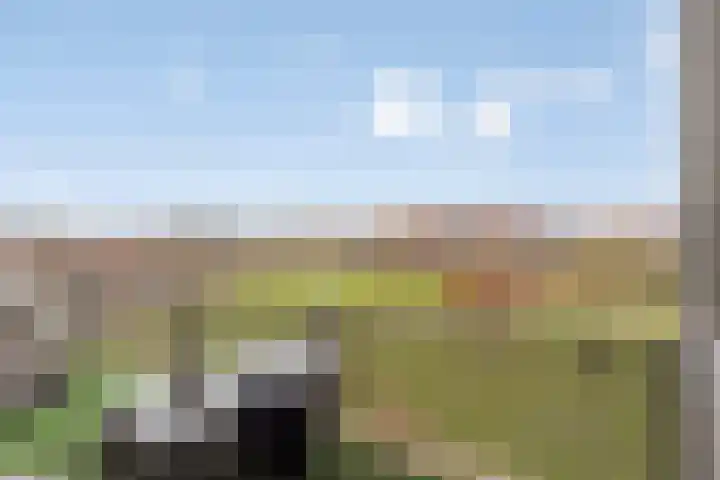 Lavendel 469 Cuijk thumbnail 20