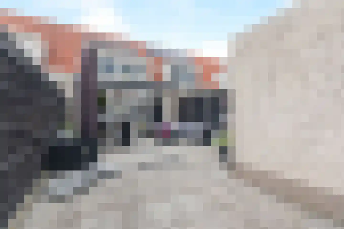 Lavendel 8 Alblasserdam thumbnail 43