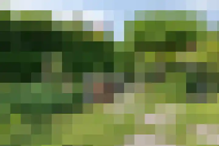 Lavendel-oord 1 Houten thumbnail 32