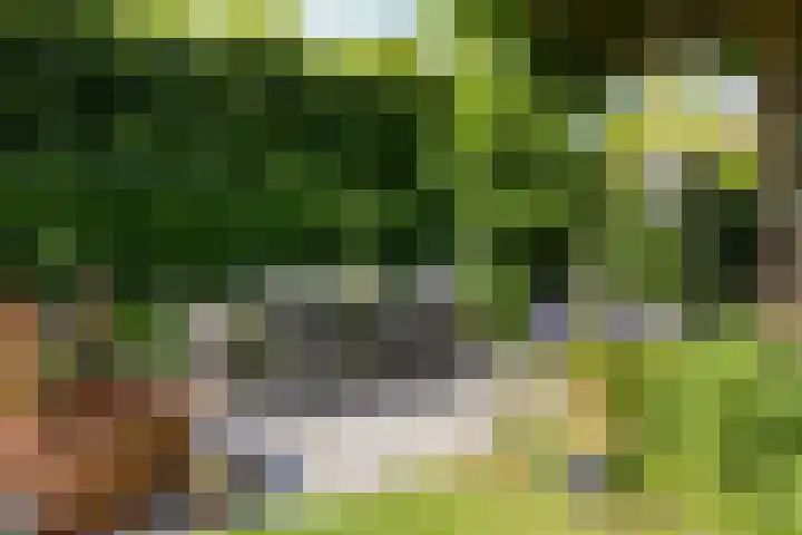Lavendel-oord 1 Houten thumbnail 33