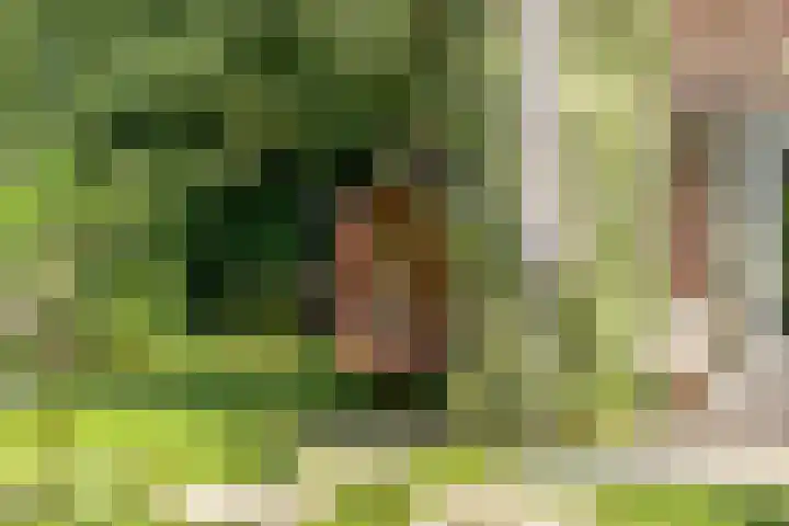 Lavendel-oord 1 Houten thumbnail 35